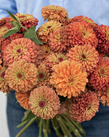 Zinnia 'Queeny Lime Orange'