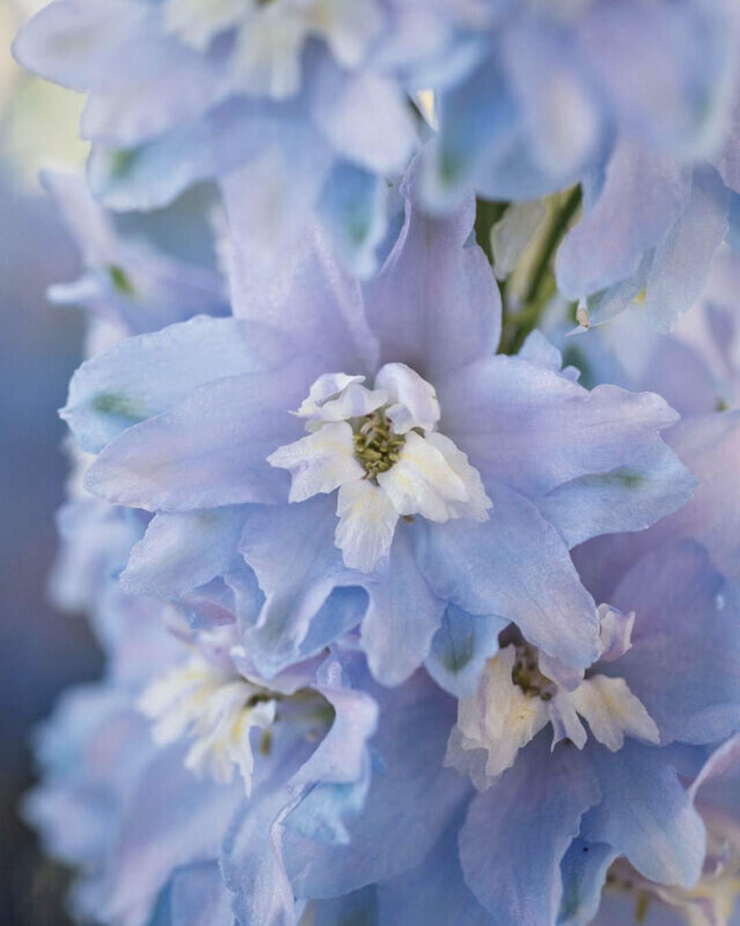 Delphinium 'Magic Fountains Sky Blue White Bee'