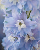 Delphinium 'Magic Fountains Sky Blue White Bee'