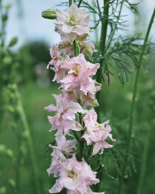 Larkspur 'Antique Patina Mix'