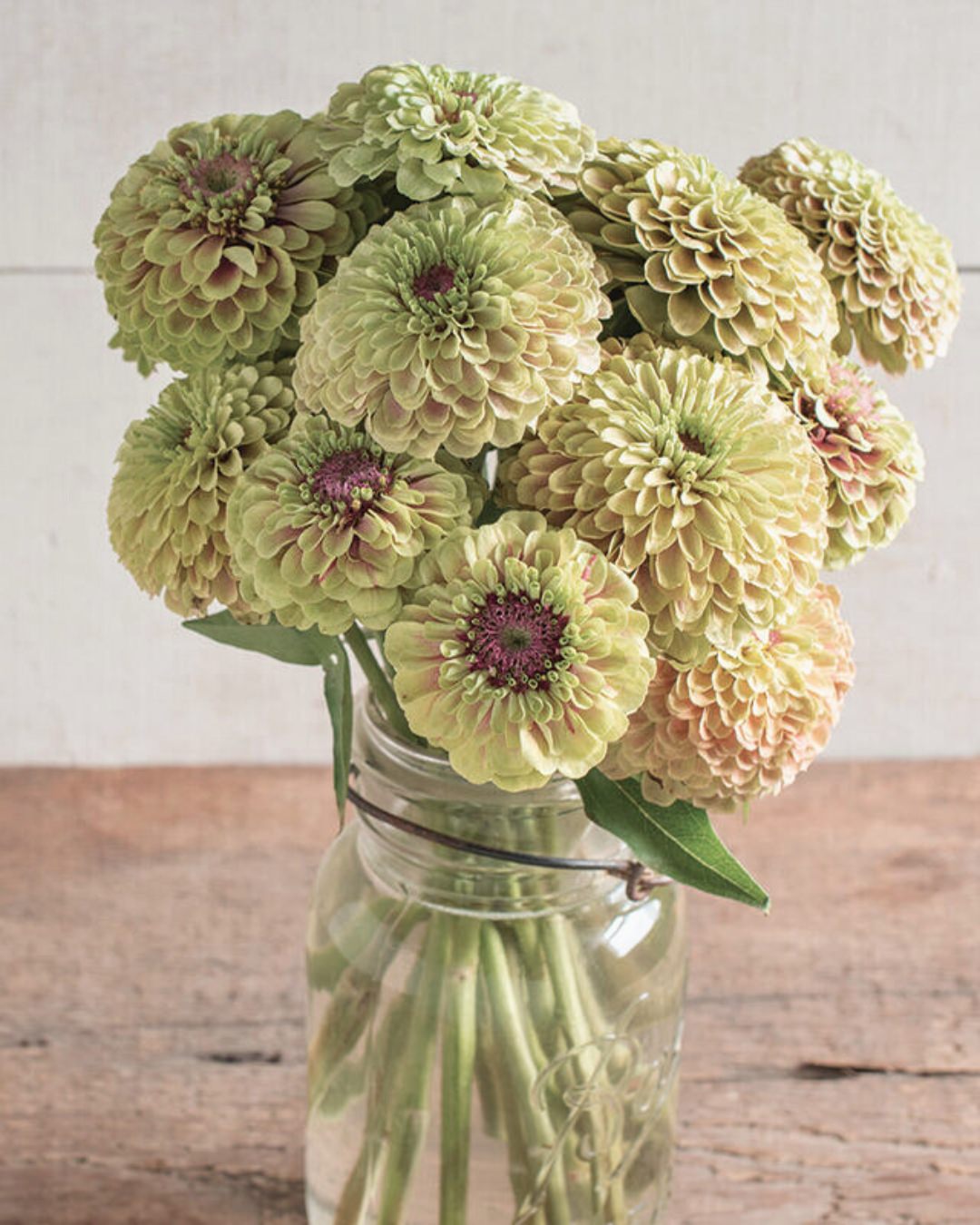Zinnia 'Queeny Lime Blush'