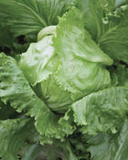 Lettuce 'Crispino'