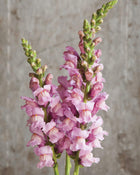 Snapdragon 'Potomac Lavender'