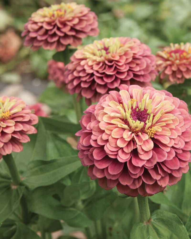 Zinnia 'Queeny Lime Red'