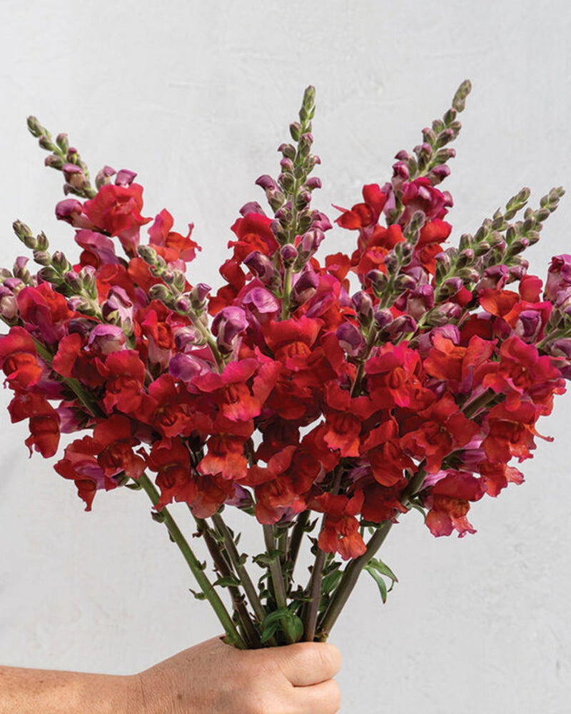 Snapdragon 'Orleans Red III–IV'