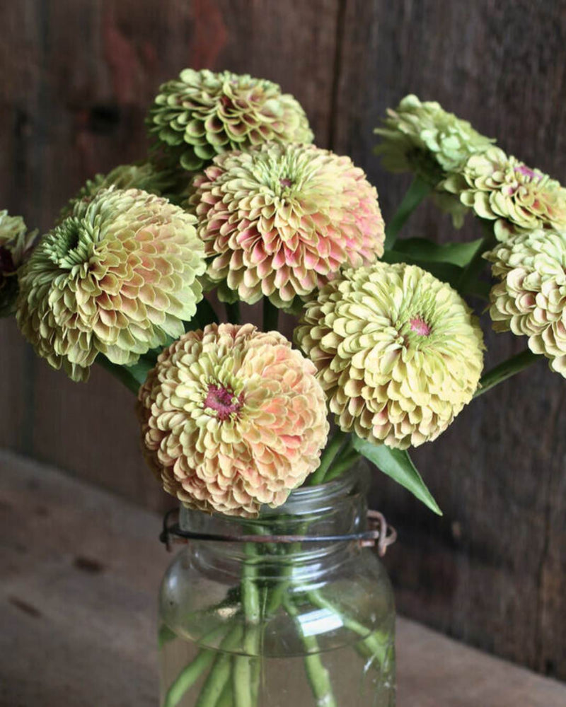 Zinnia 'Queeny Lime Blush'