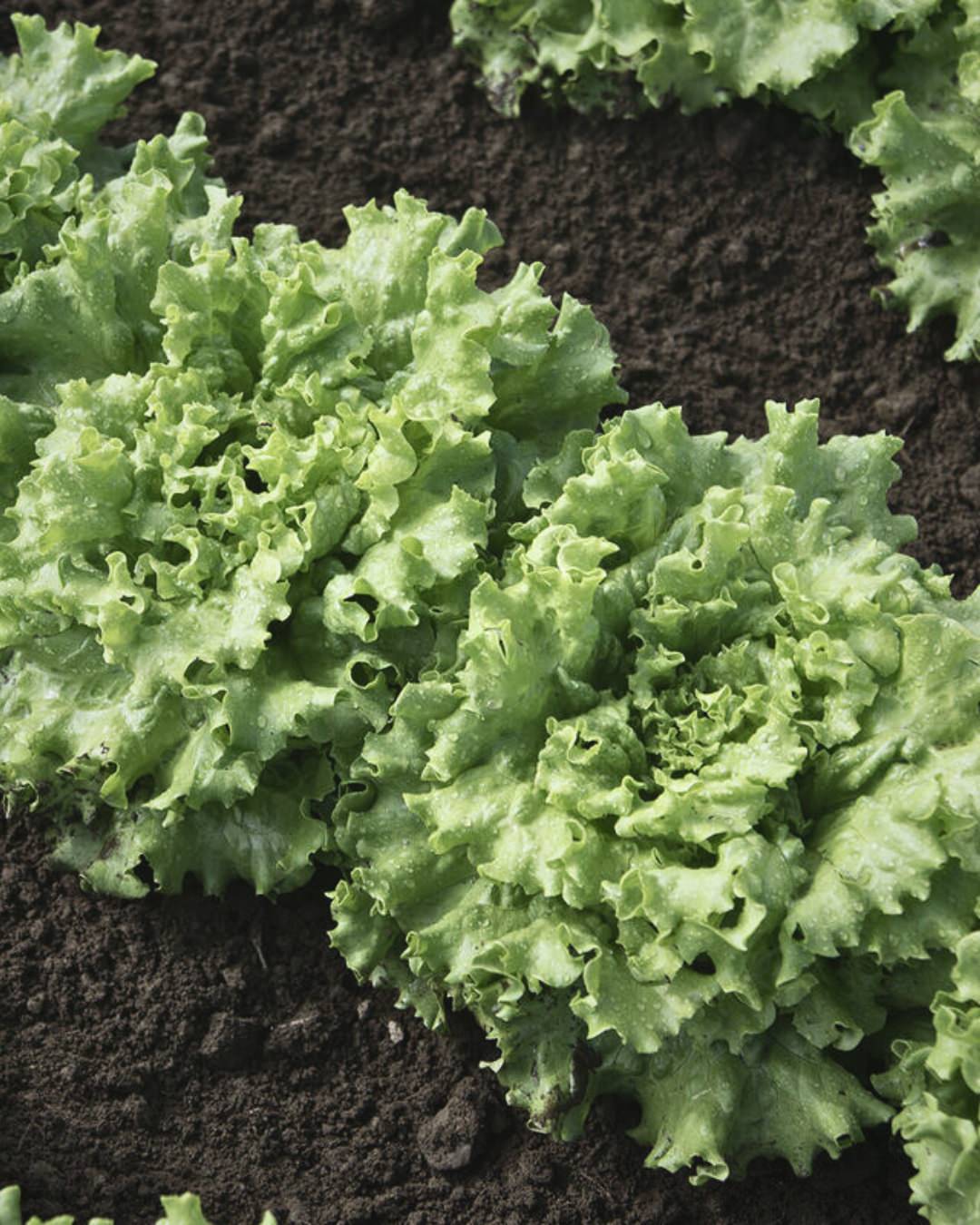 Lettuce 'Muir'