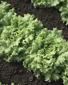 Lettuce 'Muir'