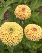Zinnia 'Queeny Lime Blush'