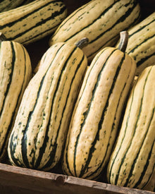 Squash, Winter 'Delicata JS'