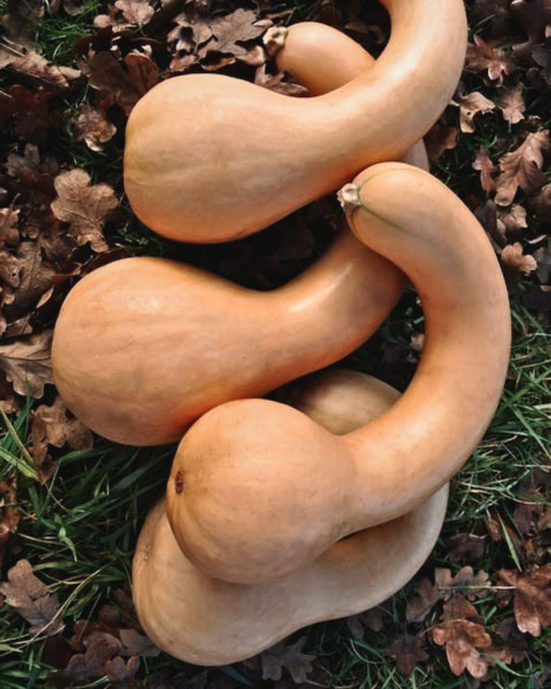 Squash, Winter 'Canada Crookneck'