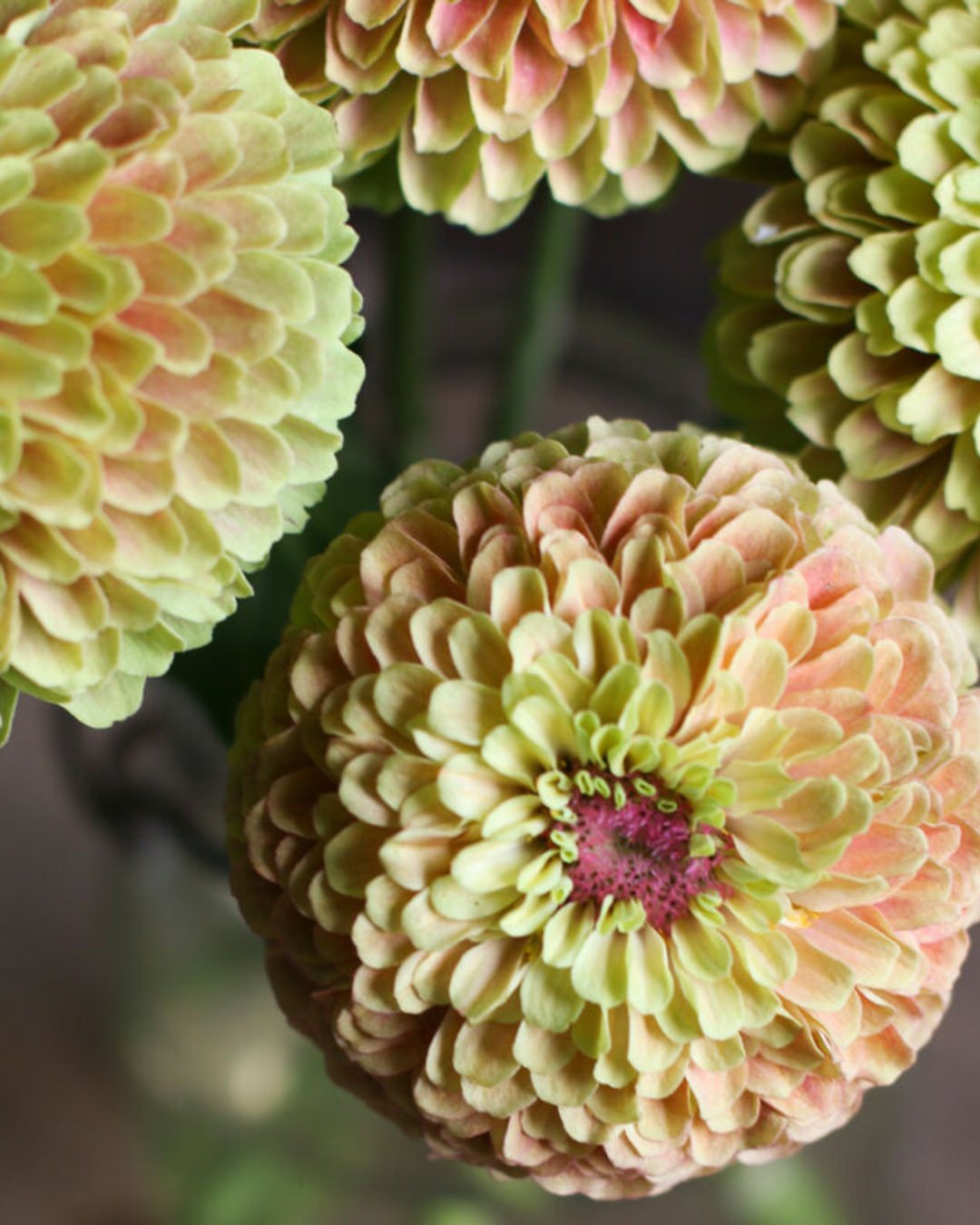 Zinnia 'Queeny Lime Blush'