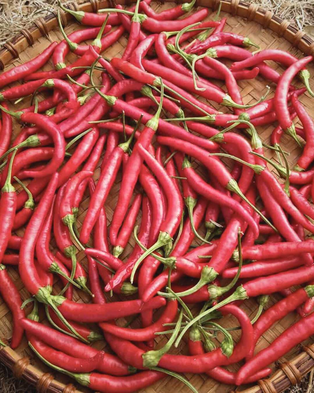 Pepper, Hot 'Adaptive Early Thai'