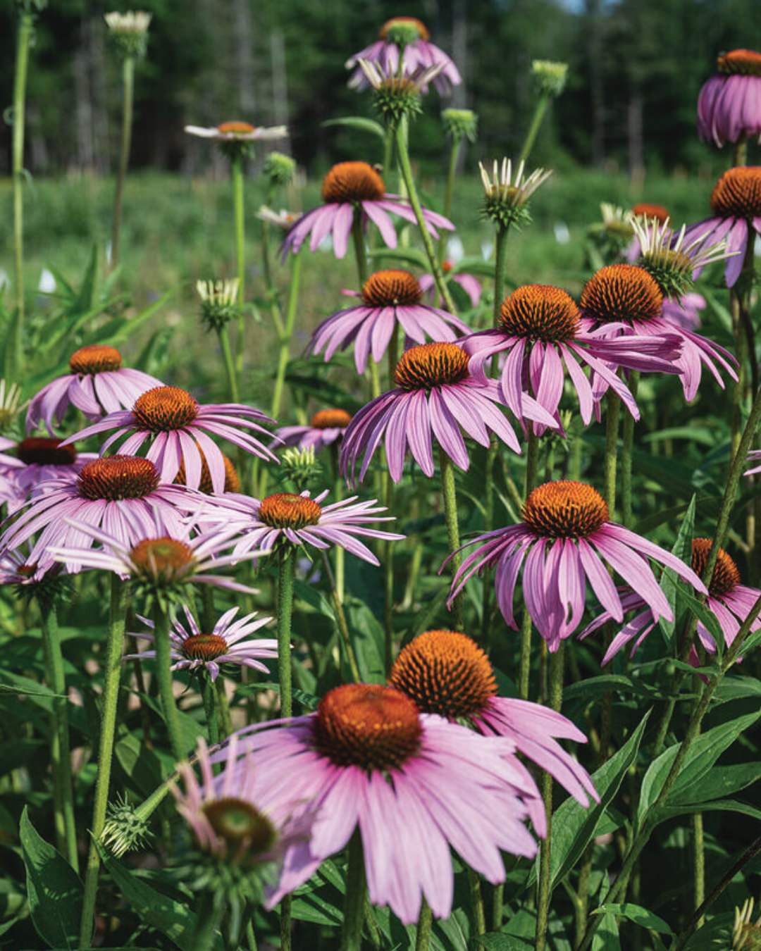 Echinacea purpurea