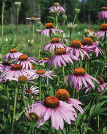 Echinacea purpurea