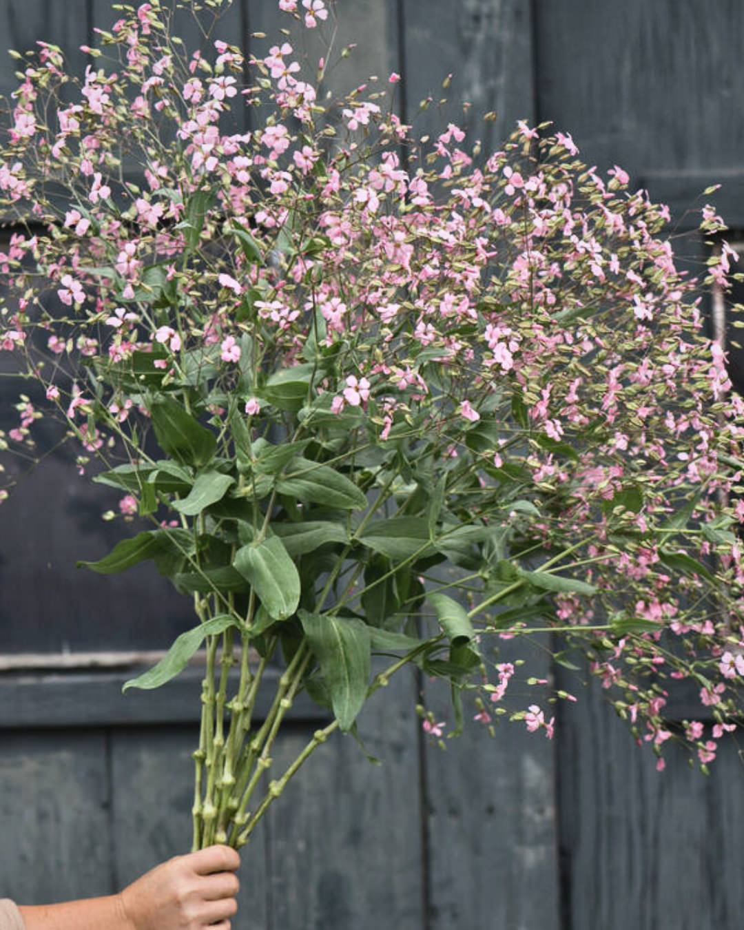 Saponaria 'Pink Beauty'