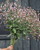 Saponaria 'Pink Beauty'