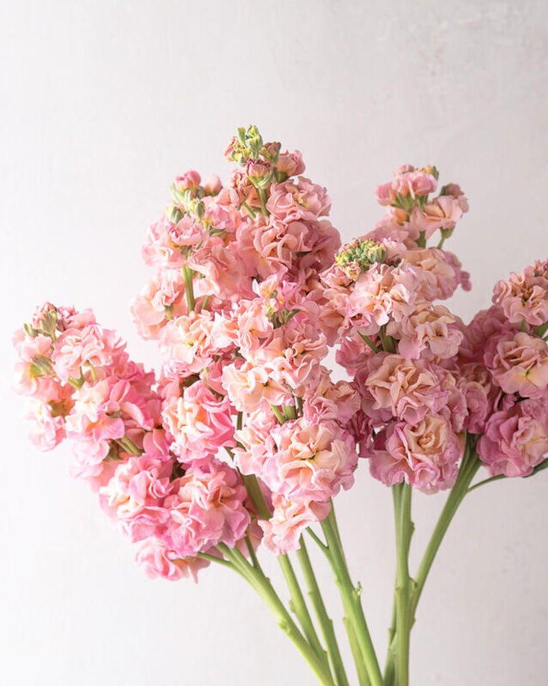 Stock 'StoX® Champagne'