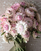 Strawflower 'Silvery Rose'