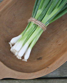 Onion 'Evergreen'