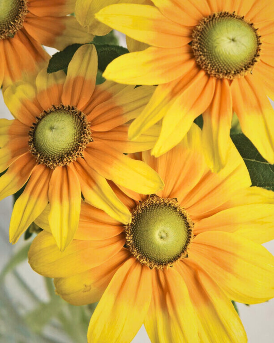 Rudbeckia 'Prairie Sun'