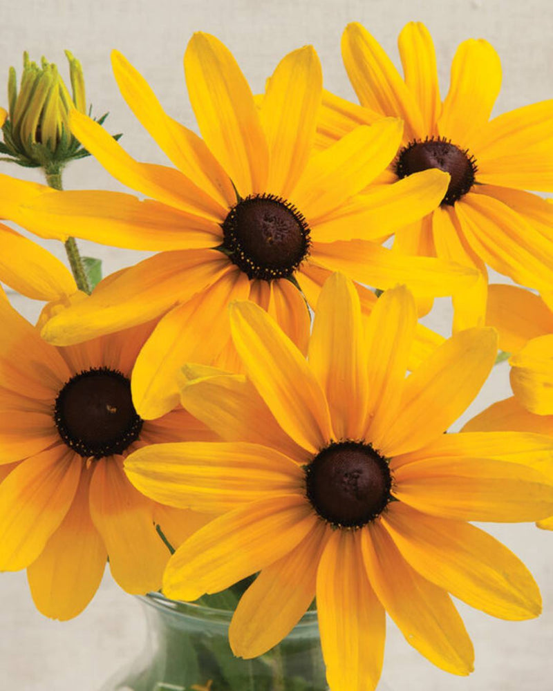 Rudbeckia 'Indian Summer'
