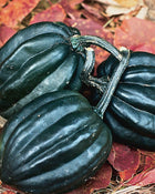 Squash, Winter 'Tuffy'