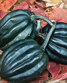 Squash, Winter 'Tuffy'