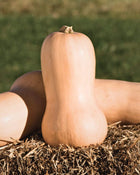 Squash, Winter 'Waltham Butternut'