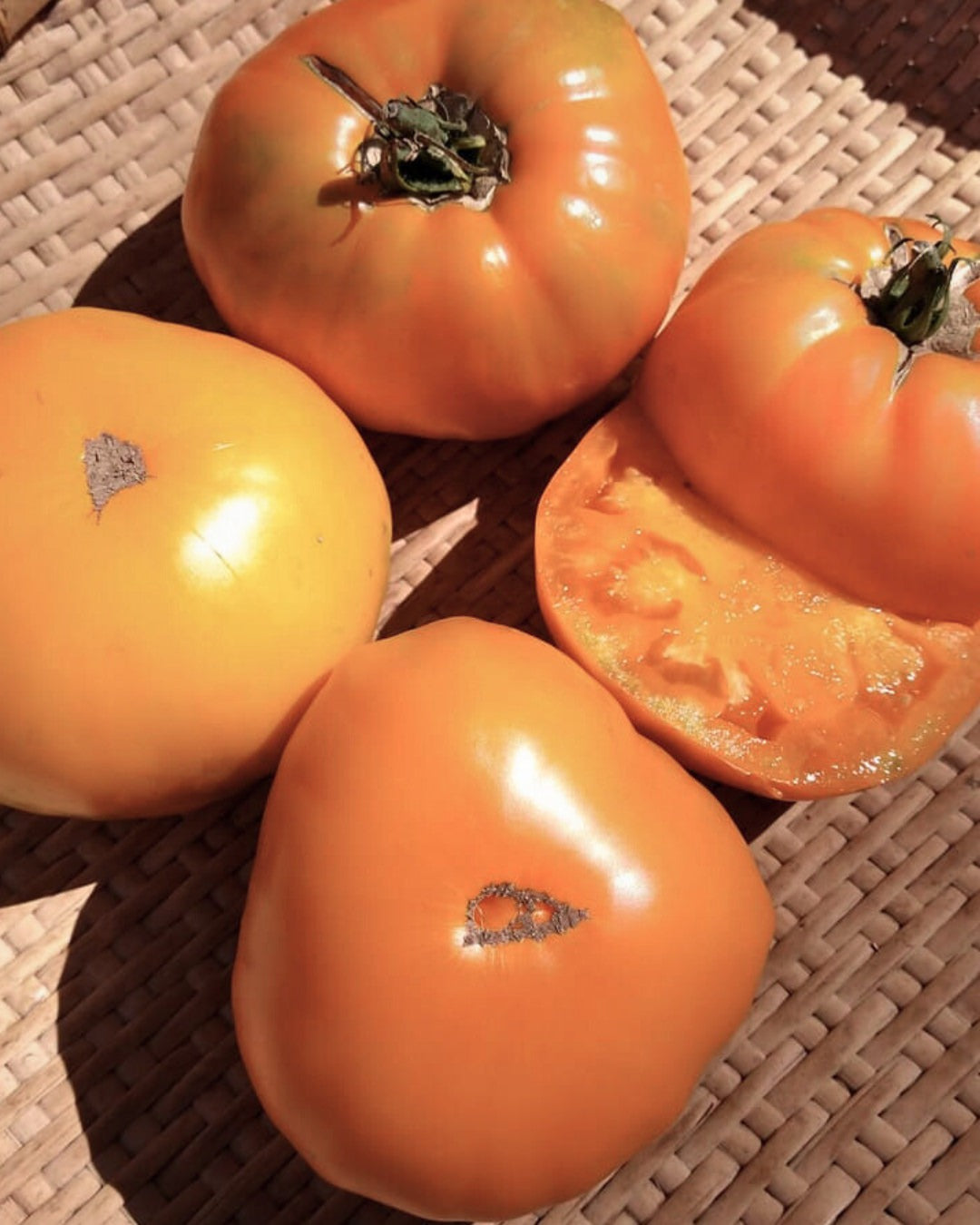 Tomato 'Altai Orange'
