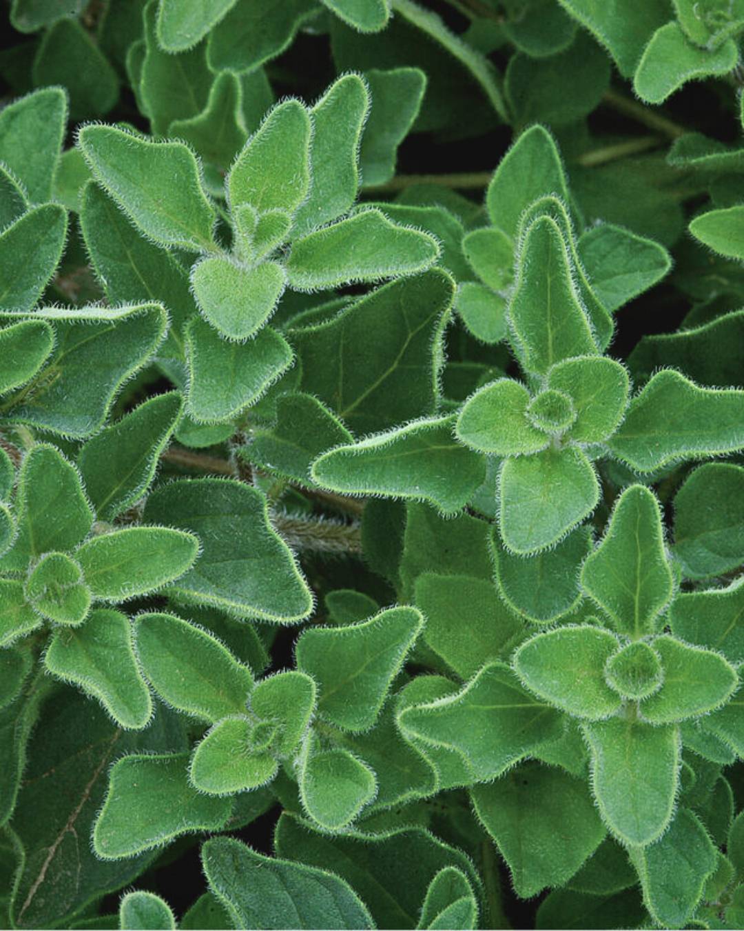 Oregano 'Greek'