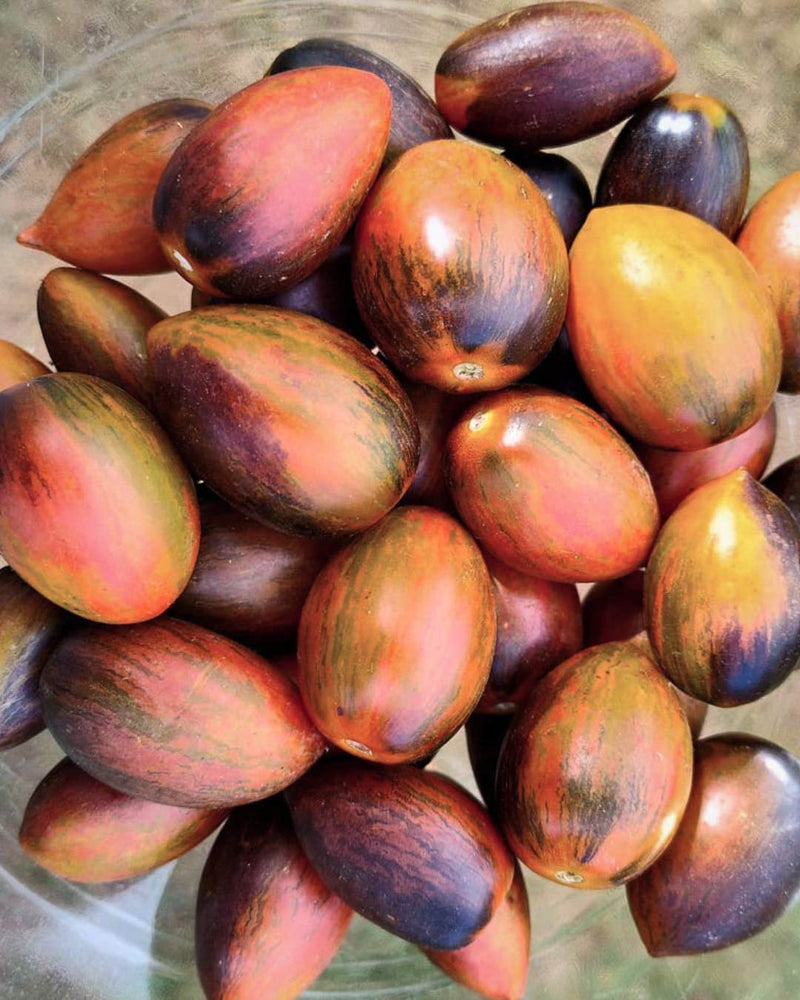 Tomato 'Magic Bullet'