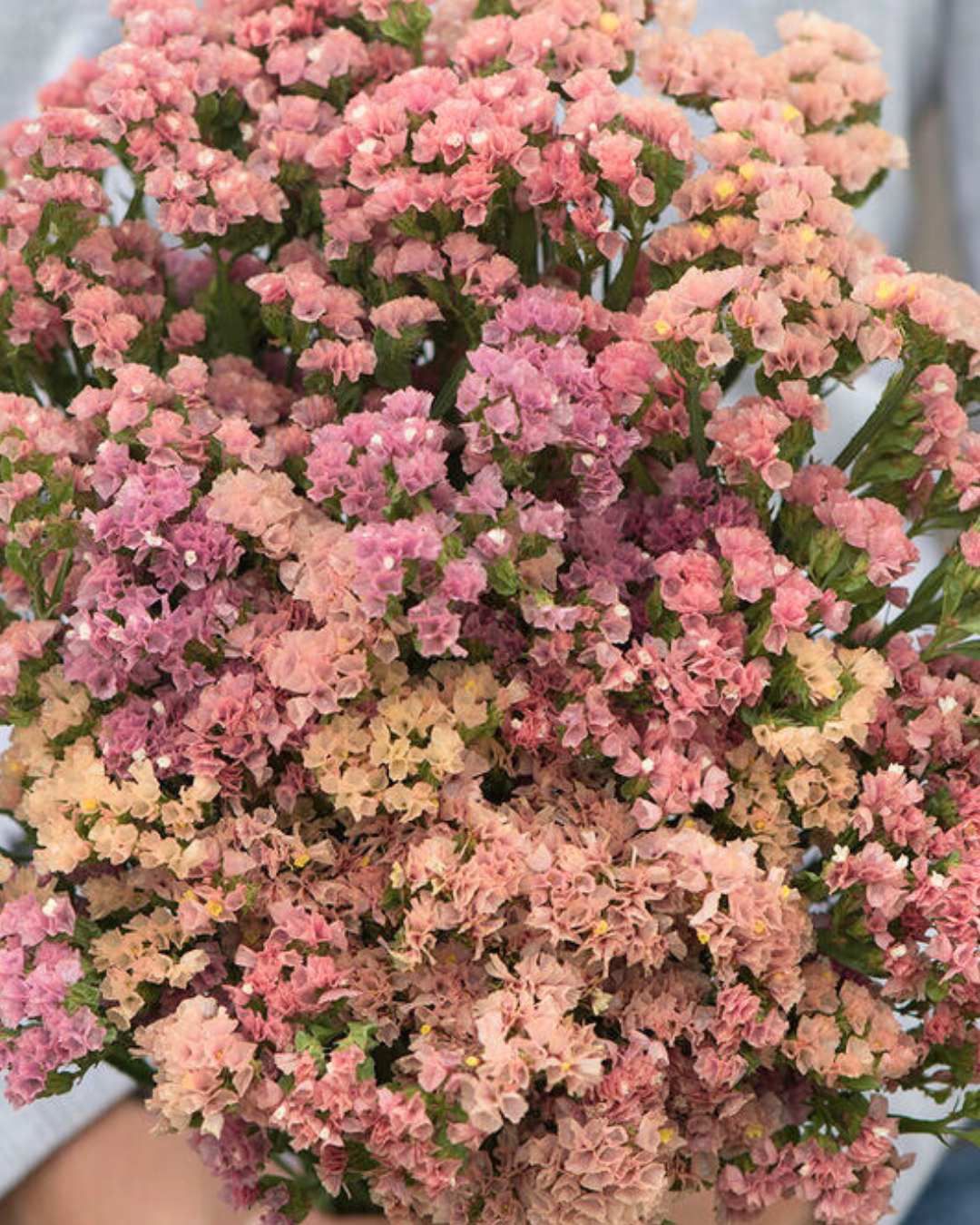 Statice 'Sunset Mix'