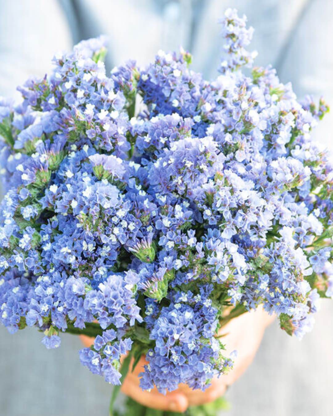 Statice 'QIS™ Pale Blue'