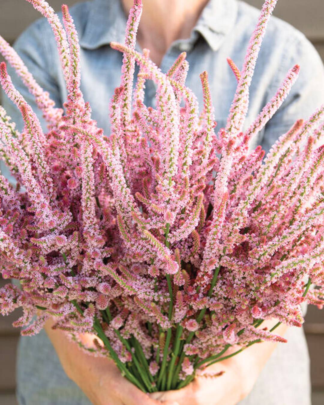 Statice 'Russian Statice'