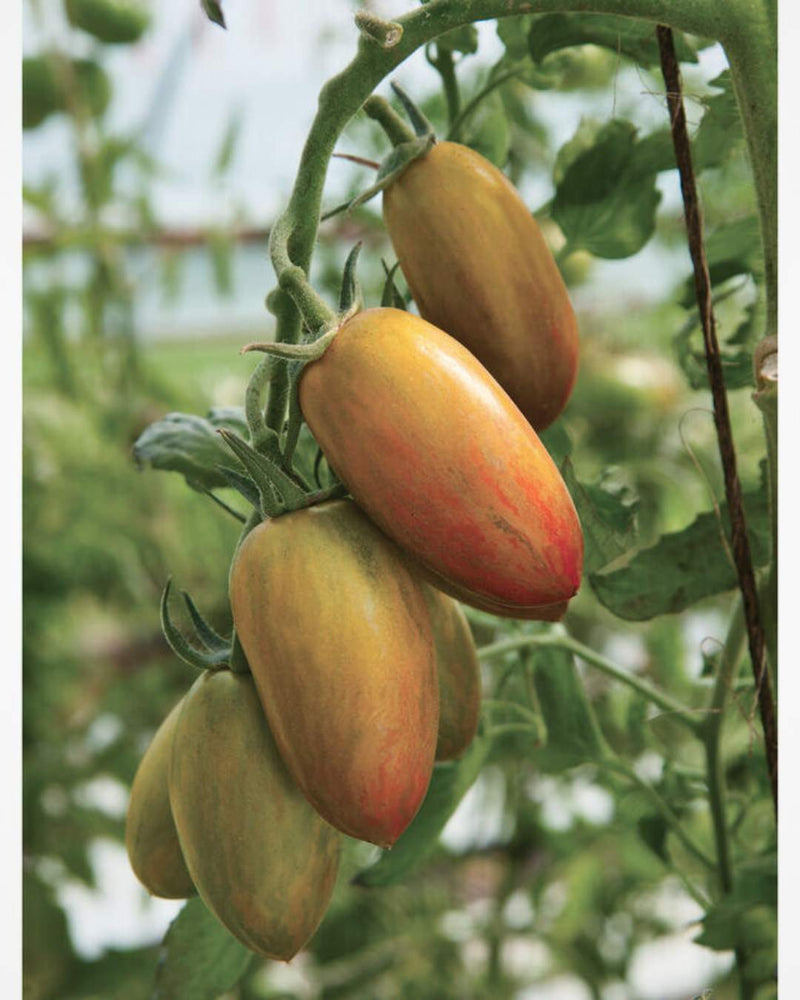 Tomato 'Lucky Tiger'