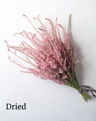 Statice 'Russian Statice'