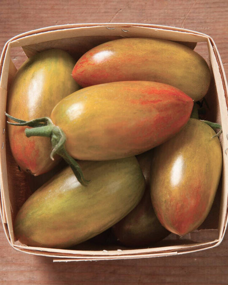 Tomato 'Lucky Tiger'