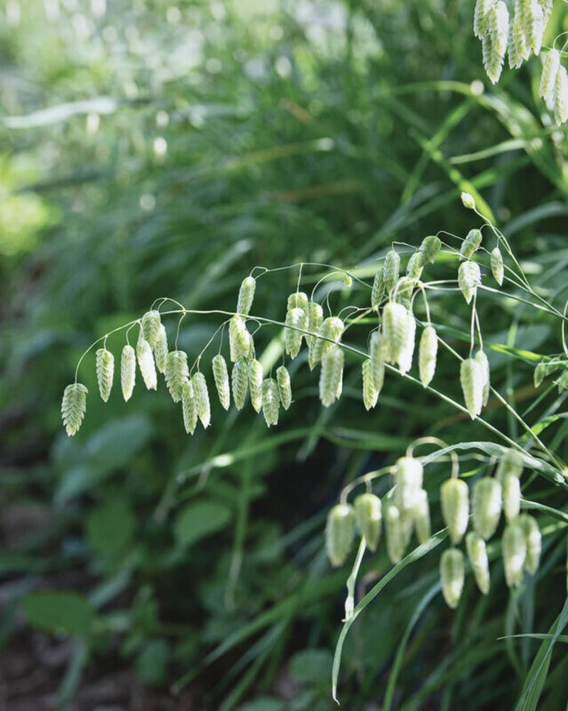 Ornamental Grass 'Greater Quaking Grass'