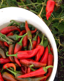 Pepper, Hot 'Chimayo'
