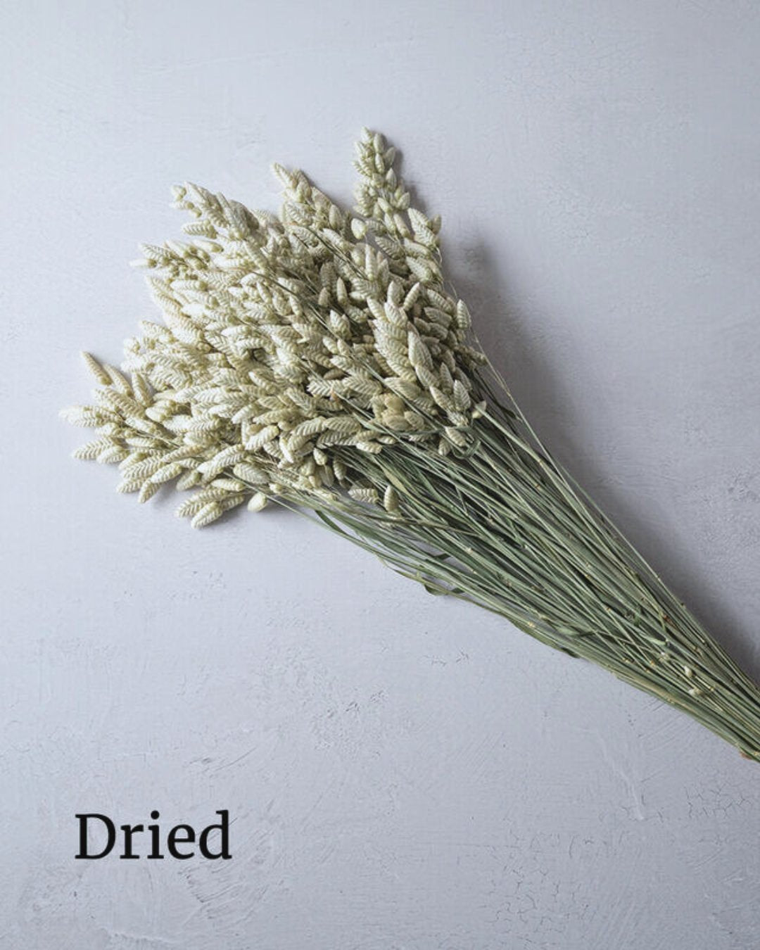 Ornamental Grass 'Greater Quaking Grass'