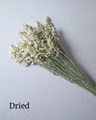 Ornamental Grass 'Greater Quaking Grass'