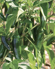 Pepper, Hot 'Jalafuego'