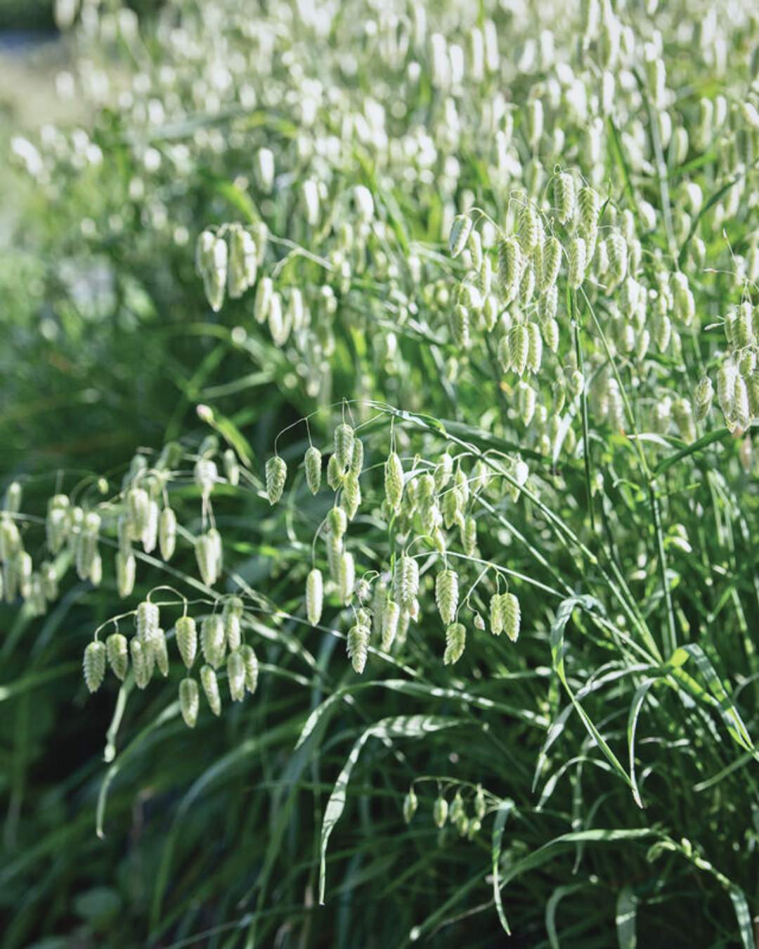 Ornamental Grass 'Greater Quaking Grass'