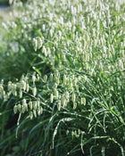 Ornamental Grass 'Greater Quaking Grass'