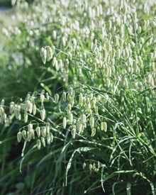 Ornamental Grass 'Greater Quaking Grass'