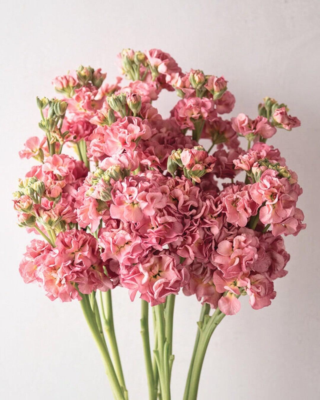Stock 'StoX® Antique Rose'