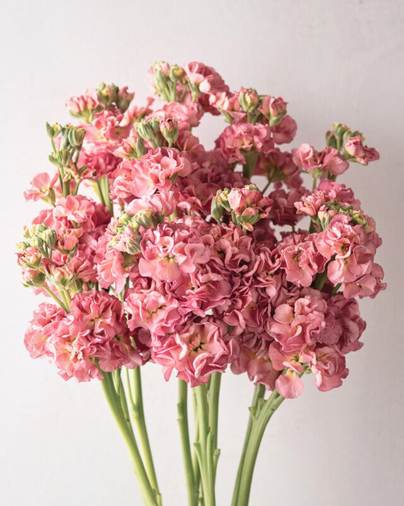 Stock 'StoX® Antique Rose'