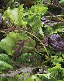 Greens 'Premium Greens Mix'