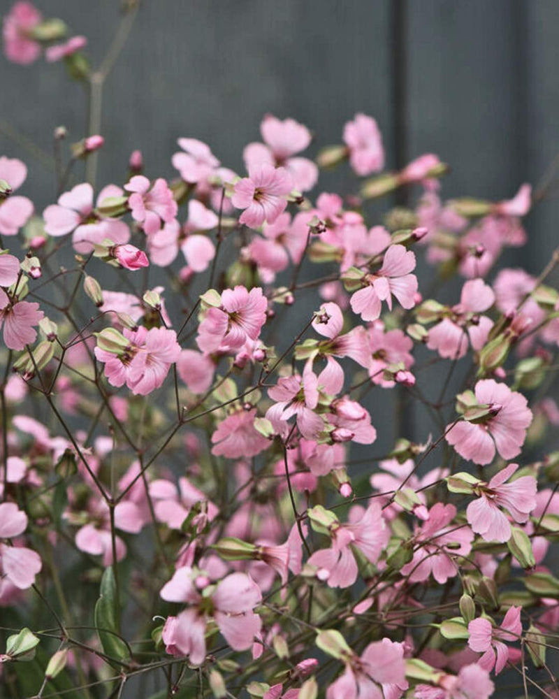 Saponaria 'Pink Beauty'